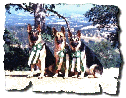 german shepherd dogs